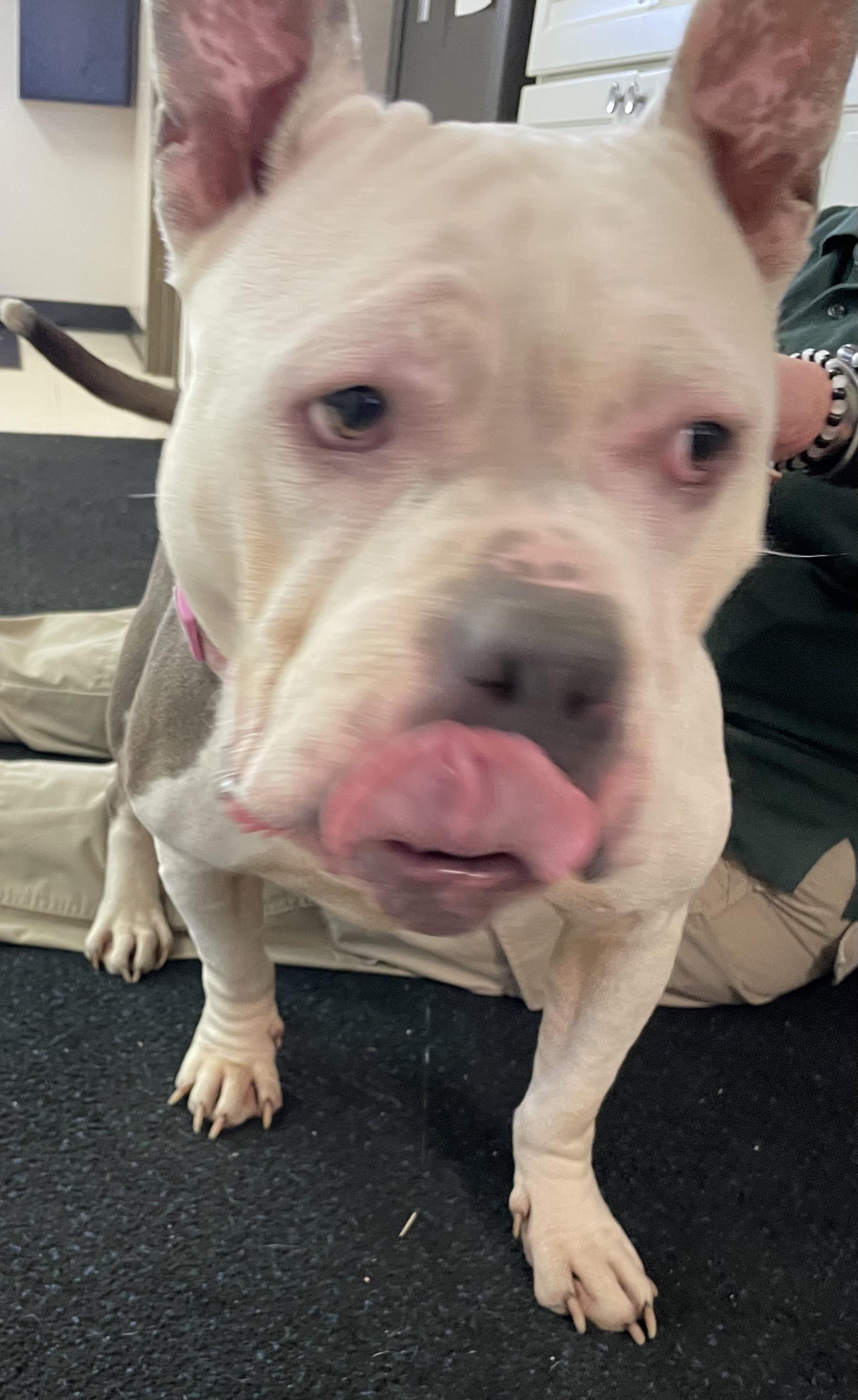 Aggie ADOPTED , an adopted mixed breed in Canton, OH image 6/6