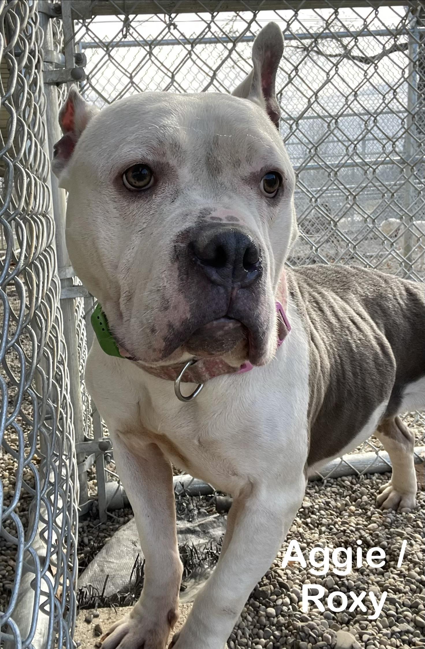 Aggie ADOPTED , an adopted mixed breed in Canton, OH image 4/6