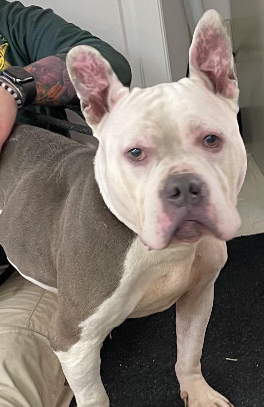 Aggie ADOPTED , an adopted mixed breed in Canton, OH image 2/6