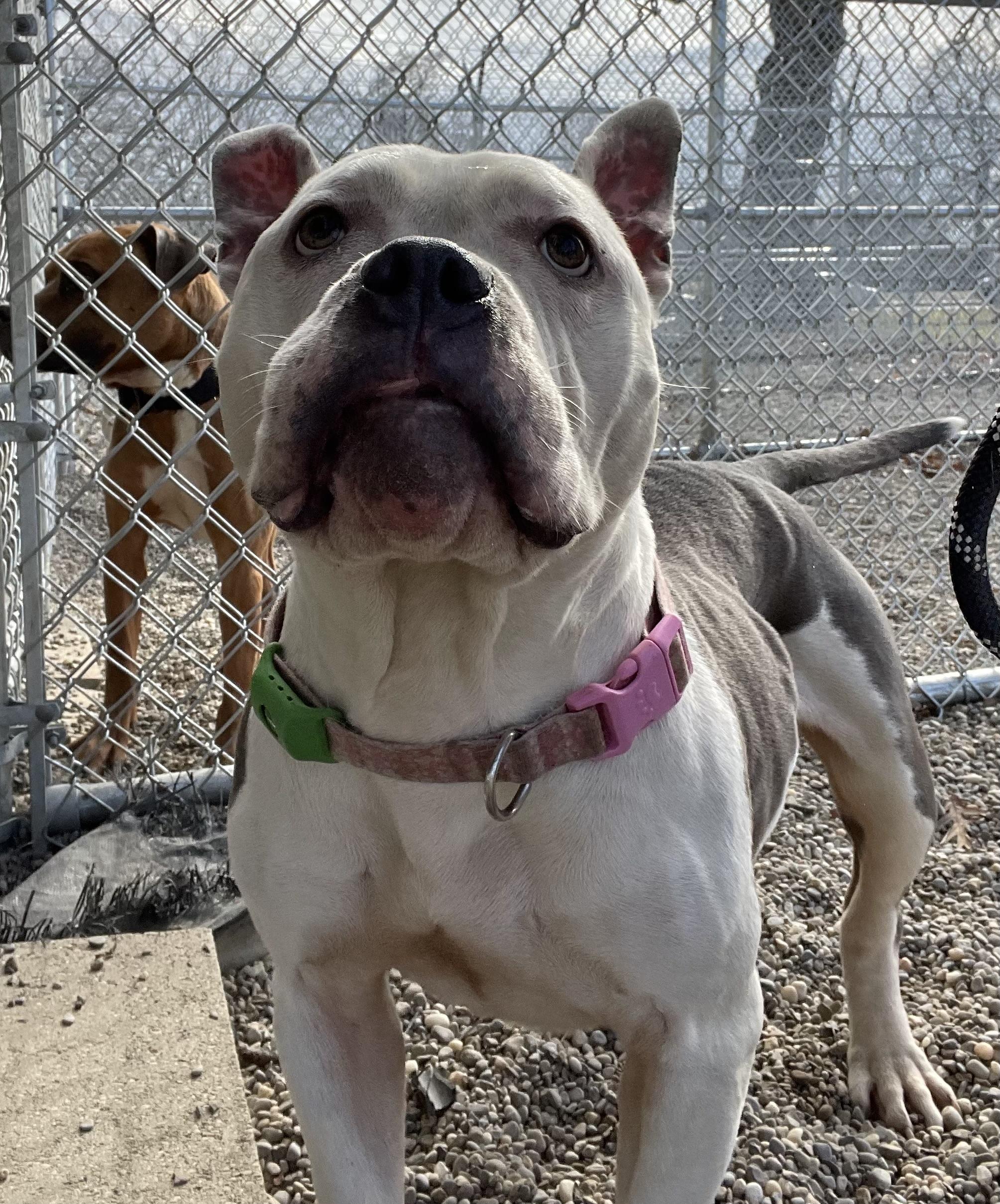 Aggie ADOPTED , an adopted mixed breed in Canton, OH image 3/6