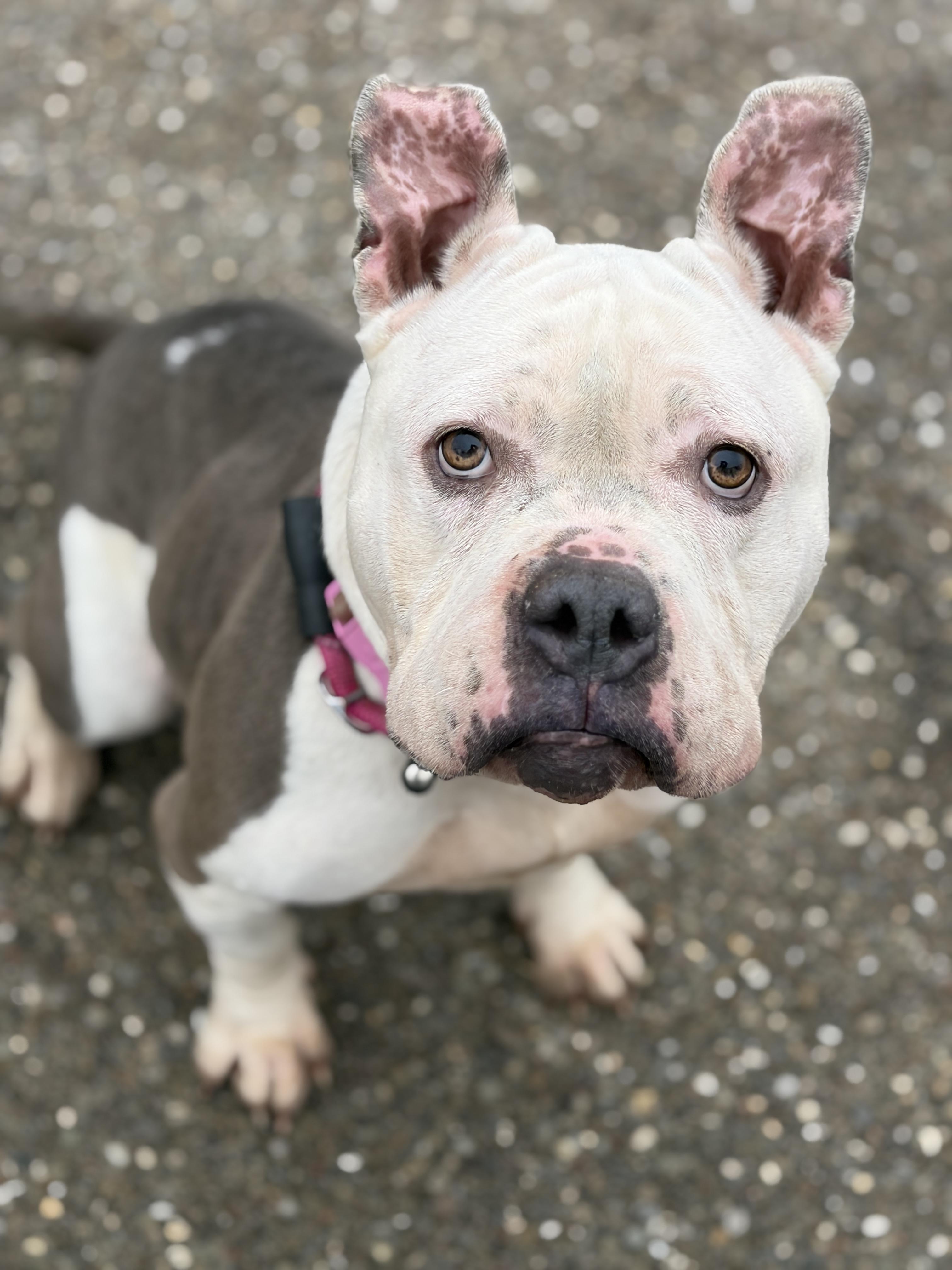 Aggie ADOPTED , an adopted mixed breed in Canton, OH image 1/6