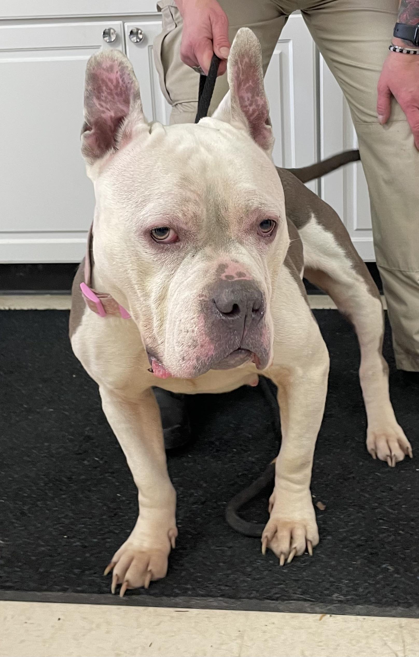 Aggie ADOPTED , an adopted mixed breed in Canton, OH image 5/6