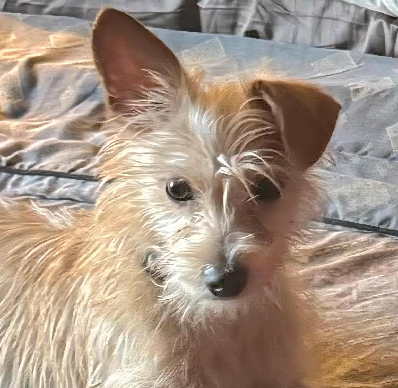 Enlarge Lambkin, an adopted mixed breed in Cumming, GA image 1/1