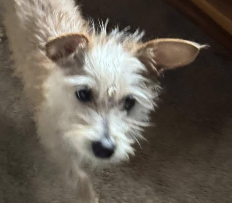 Enlarge Lambkin, a ADOPTABLE mixed breed in Cumming, GA image 1/3