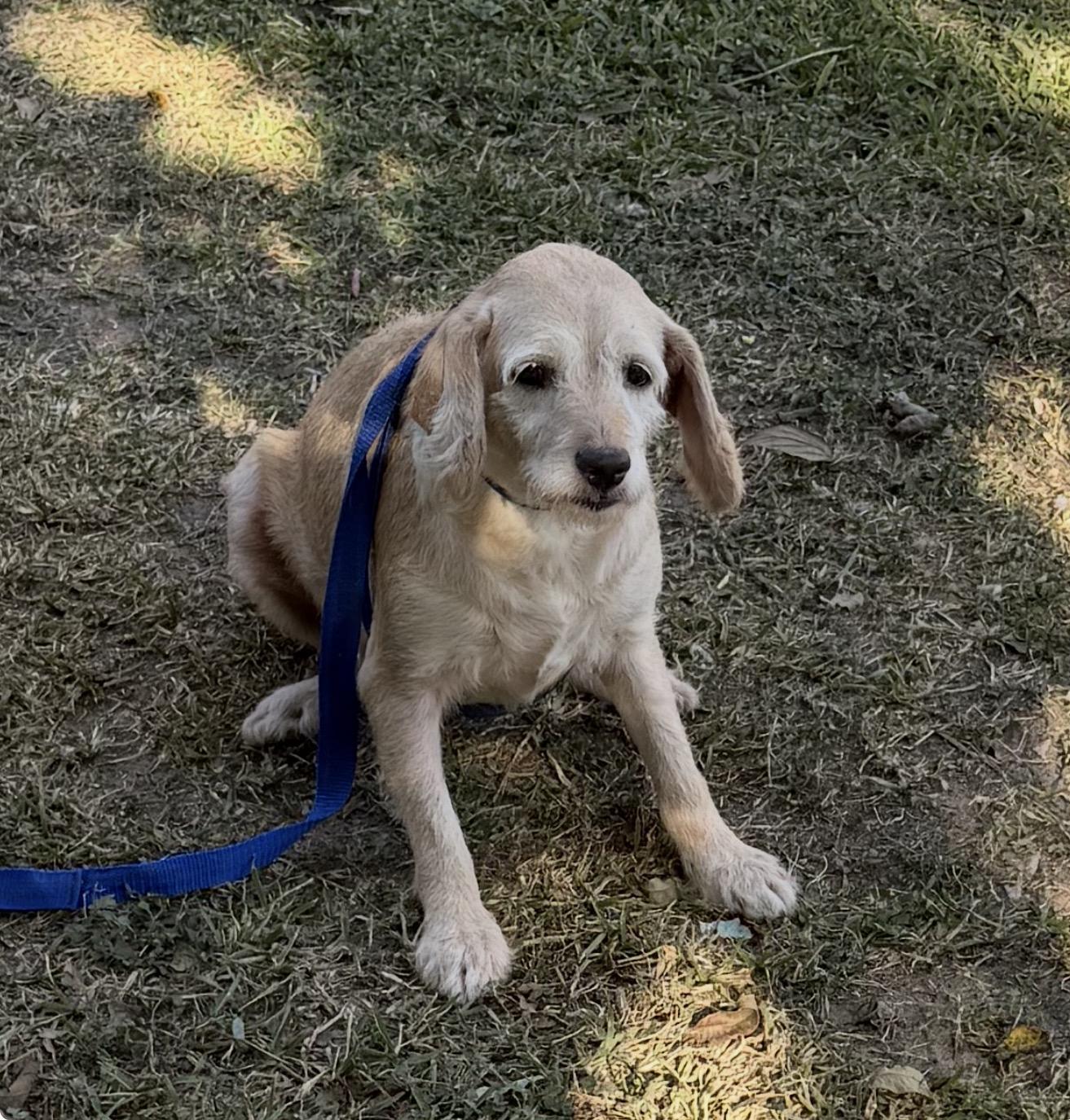 Sea, a Adoptable mixed breed in Johnston, RI image 1/3