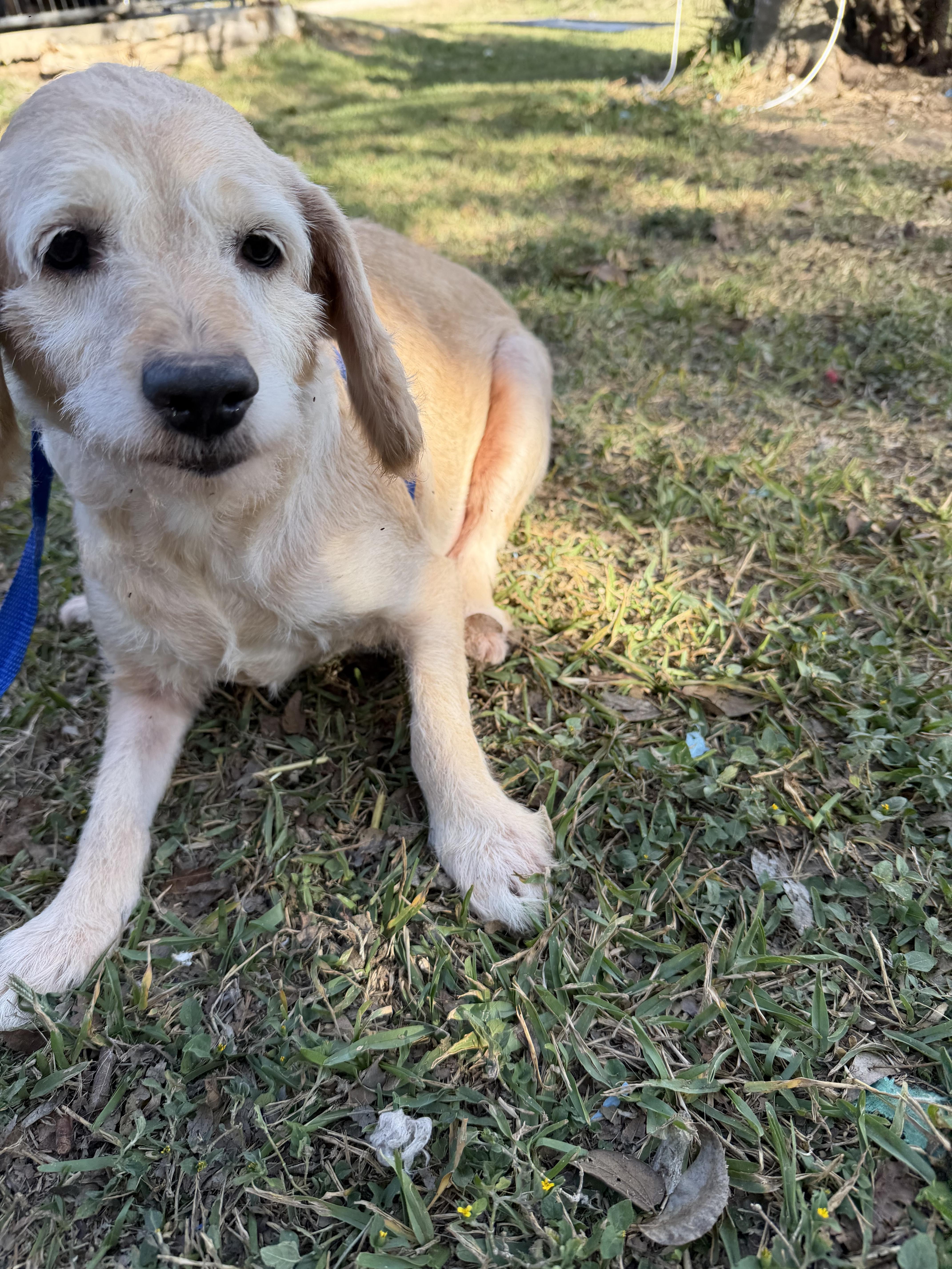Sea, a Adoptable mixed breed in Johnston, RI image 2/3