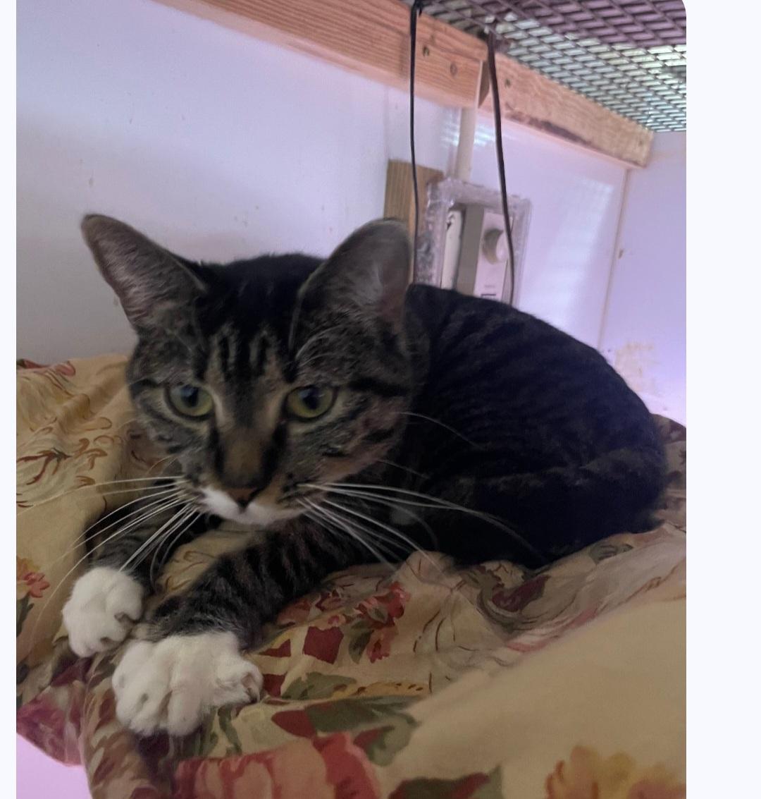 Bubbles, ADOPTABLE, Adult Female Tabby.