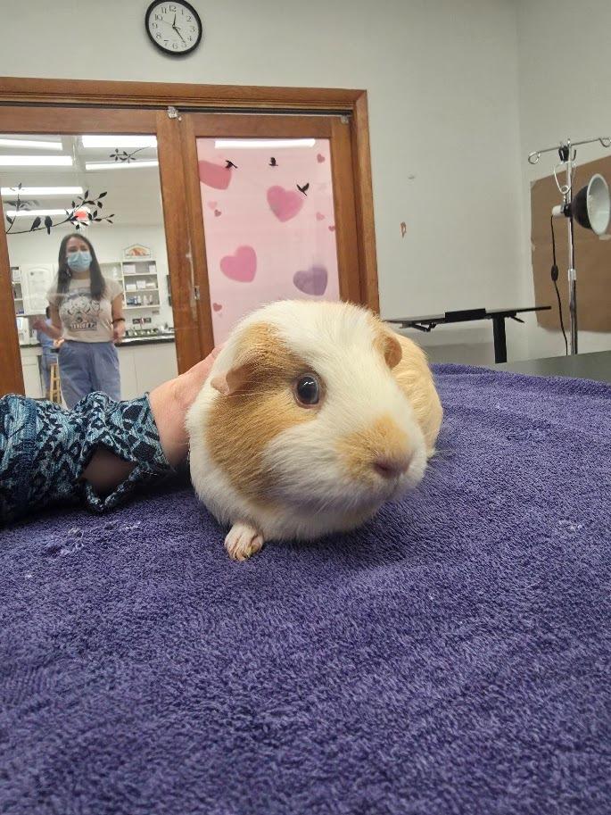 Cantaloupe, Adoptable, Adult Female Guinea Pig.
