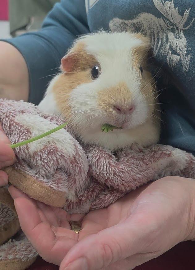 Enlarge Cantaloupe, a Adoptable Guinea Pig in CRYSTAL LAKE, IL image 2/3
