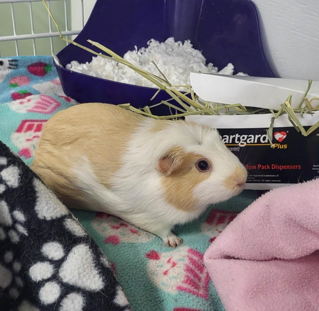 Enlarge Cantaloupe, a Adoptable Guinea Pig in CRYSTAL LAKE, IL image 3/3