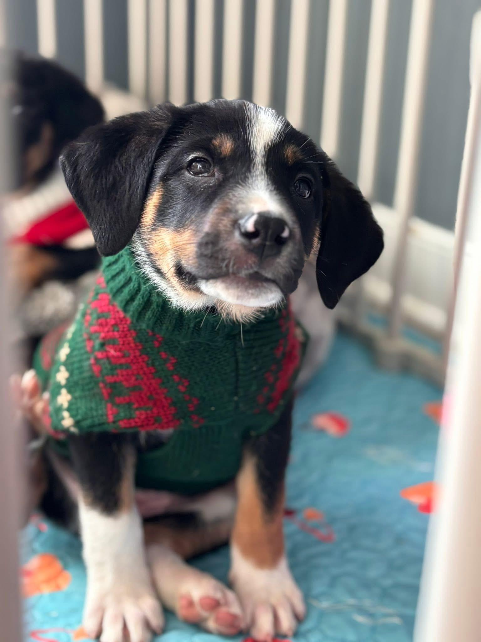 Enlarge Anaconda, a Adoptable mixed breed in Richmond, VA image 2/2