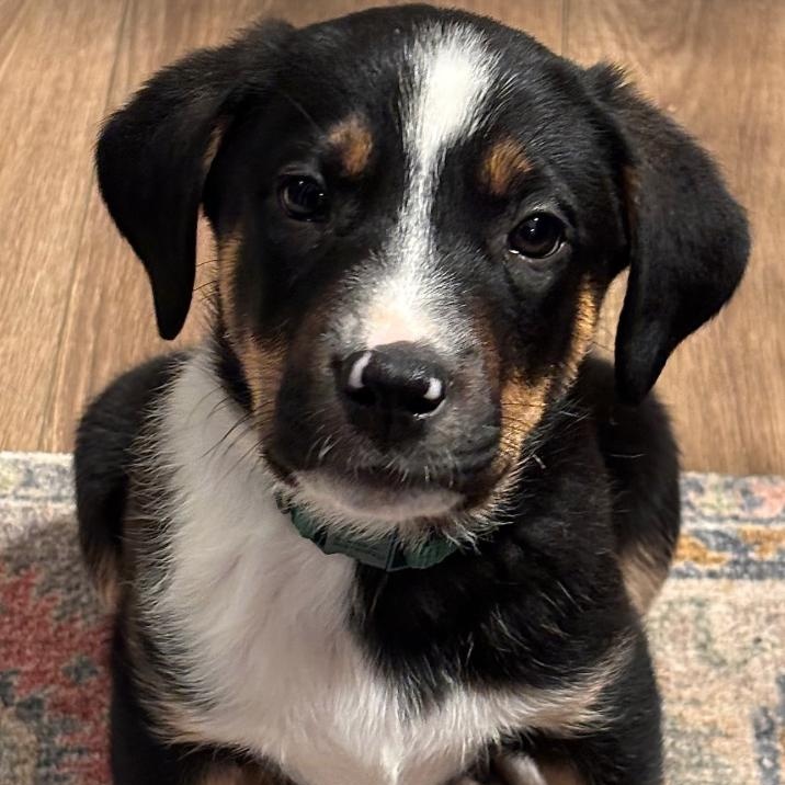 Enlarge Anaconda, a Adoptable mixed breed in Richmond, VA image 1/2