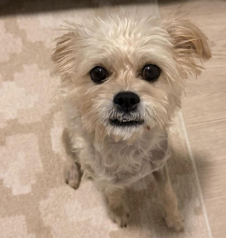Fred, Adoptable, Adult Male Terrier.