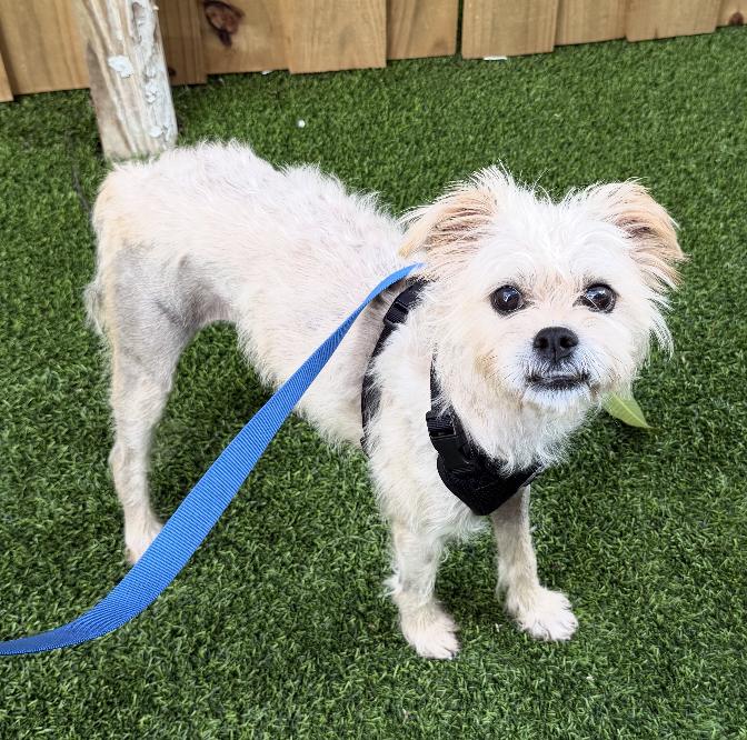 Enlarge Fred, a Adoptable mixed breed in Fort Lauderdale, FL image 1/6