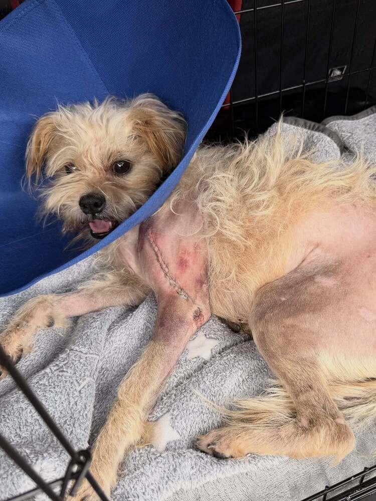 Enlarge Fred, a Adoptable mixed breed in Fort Lauderdale, FL image 2/6
