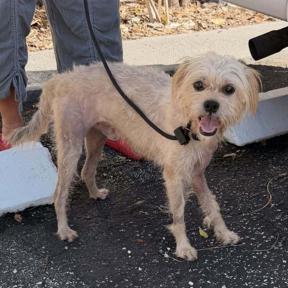 Enlarge Fred, a Adoptable mixed breed in Fort Lauderdale, FL image 3/6