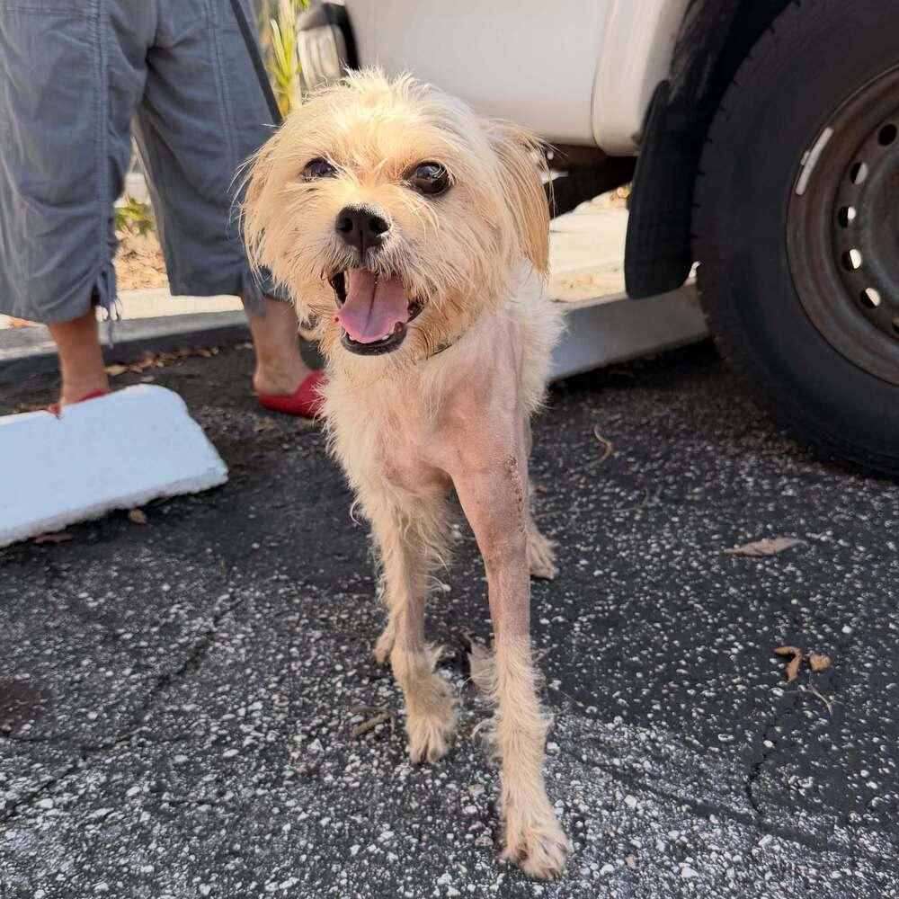 Enlarge Fred, a Adoptable mixed breed in Fort Lauderdale, FL image 5/6
