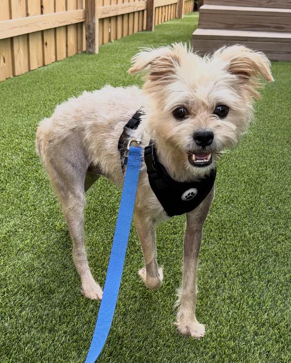 Enlarge Fred, a Adoptable mixed breed in Fort Lauderdale, FL image 6/6