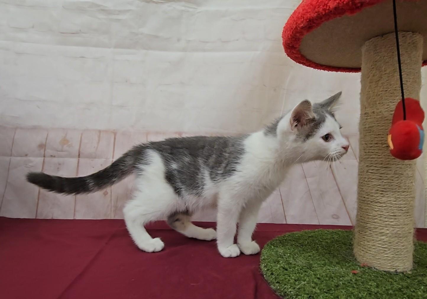 Enlarge Rhino, a Adoptable Domestic Short Hair in Red Wing, MN image 3/4
