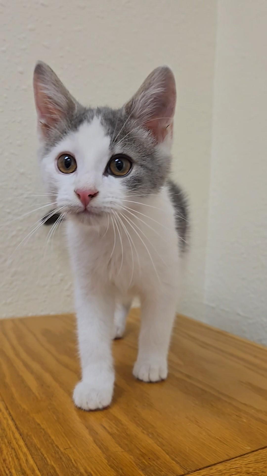 Enlarge Rhino, a Adoptable Domestic Short Hair in Red Wing, MN image 4/4
