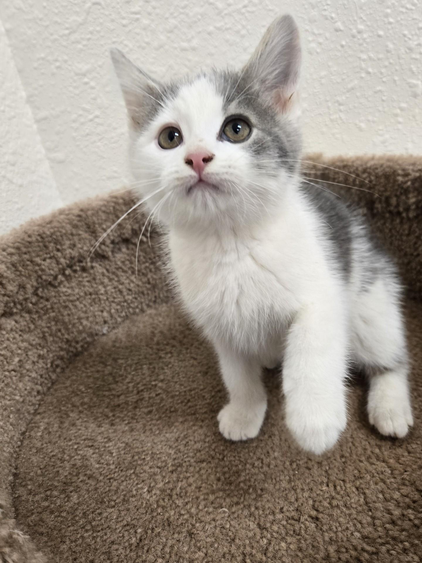 Enlarge Rhino, a Adoptable Domestic Short Hair in Red Wing, MN image 2/4