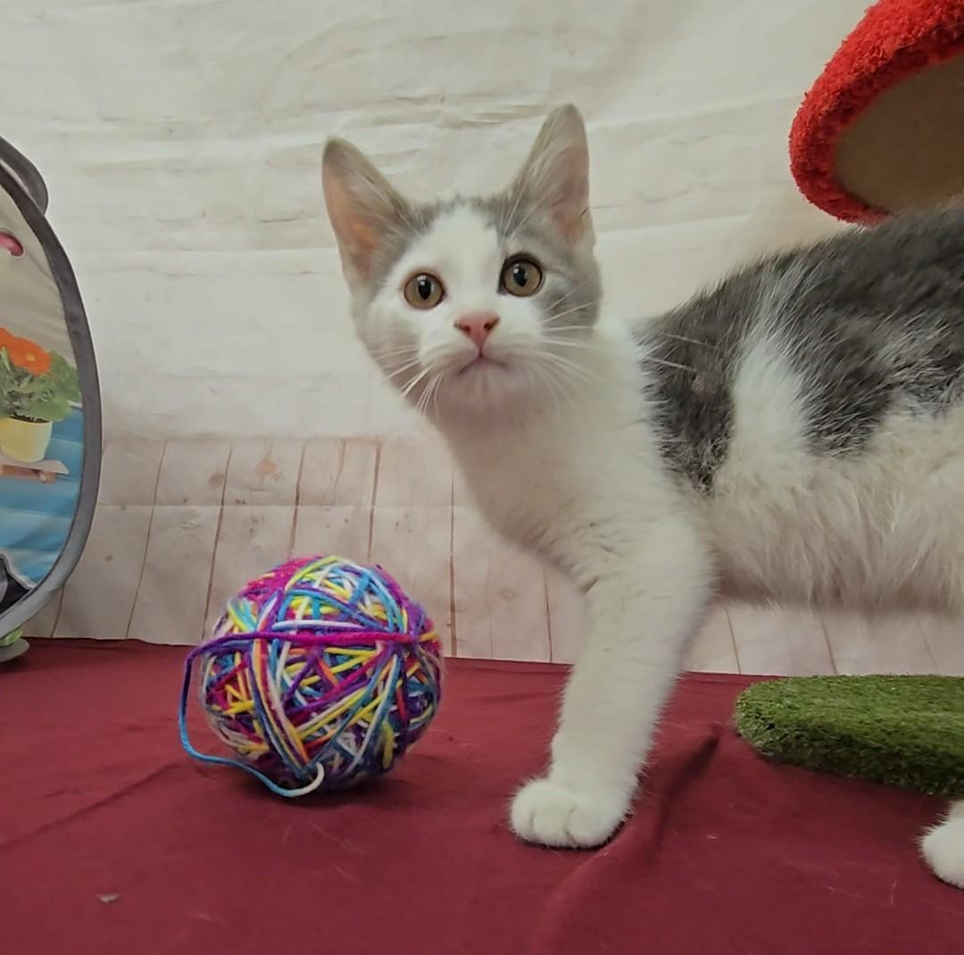 Enlarge Rhino, a Adoptable Domestic Short Hair in Red Wing, MN image 1/4