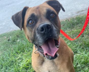 Nala, Adoptable, Adult Female Boxer.