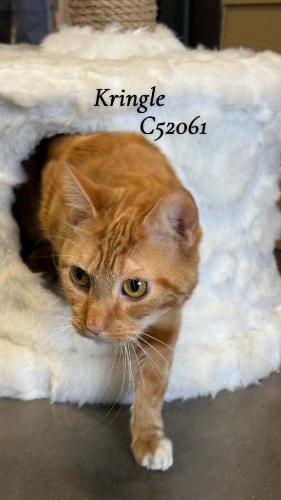 Enlarge Kringle, a Adoptable mixed breed in Clarksville, TN image 1/2