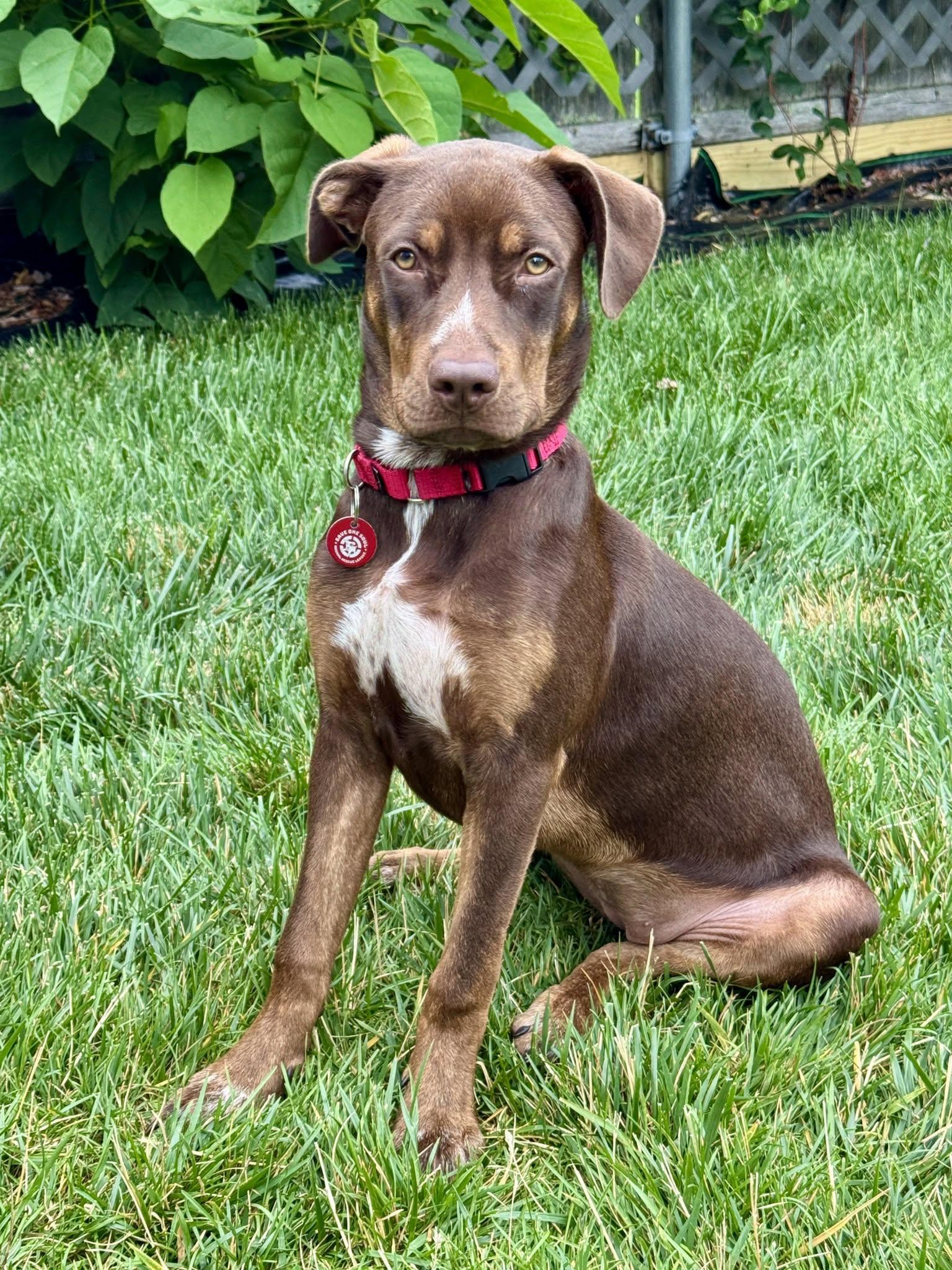 Della *LOCAL*, Adoptable, Puppy Female Australian Shepherd.