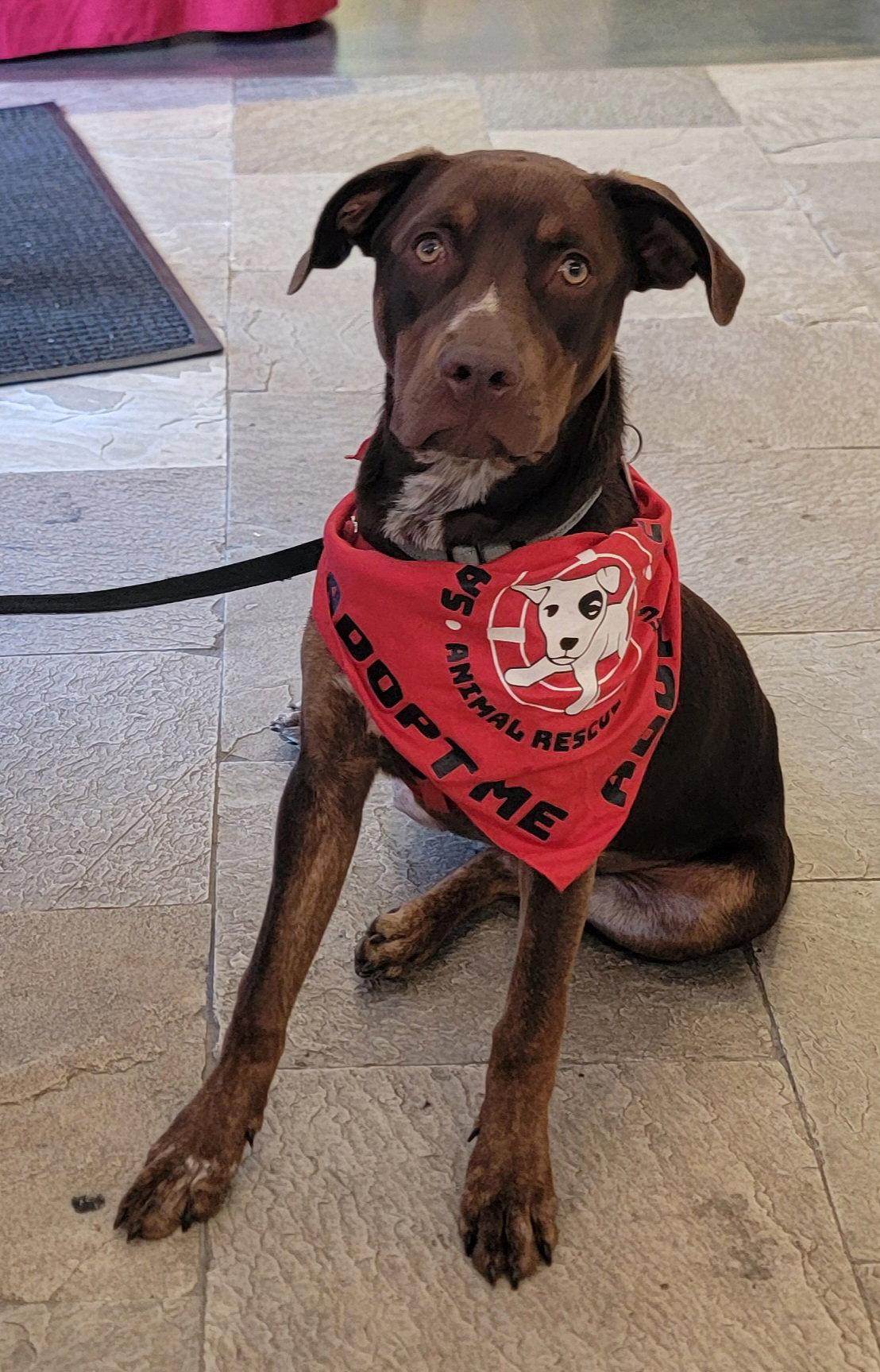 Enlarge Della *LOCAL*, a Adoptable mixed breed in Wakefield, RI image 2/3
