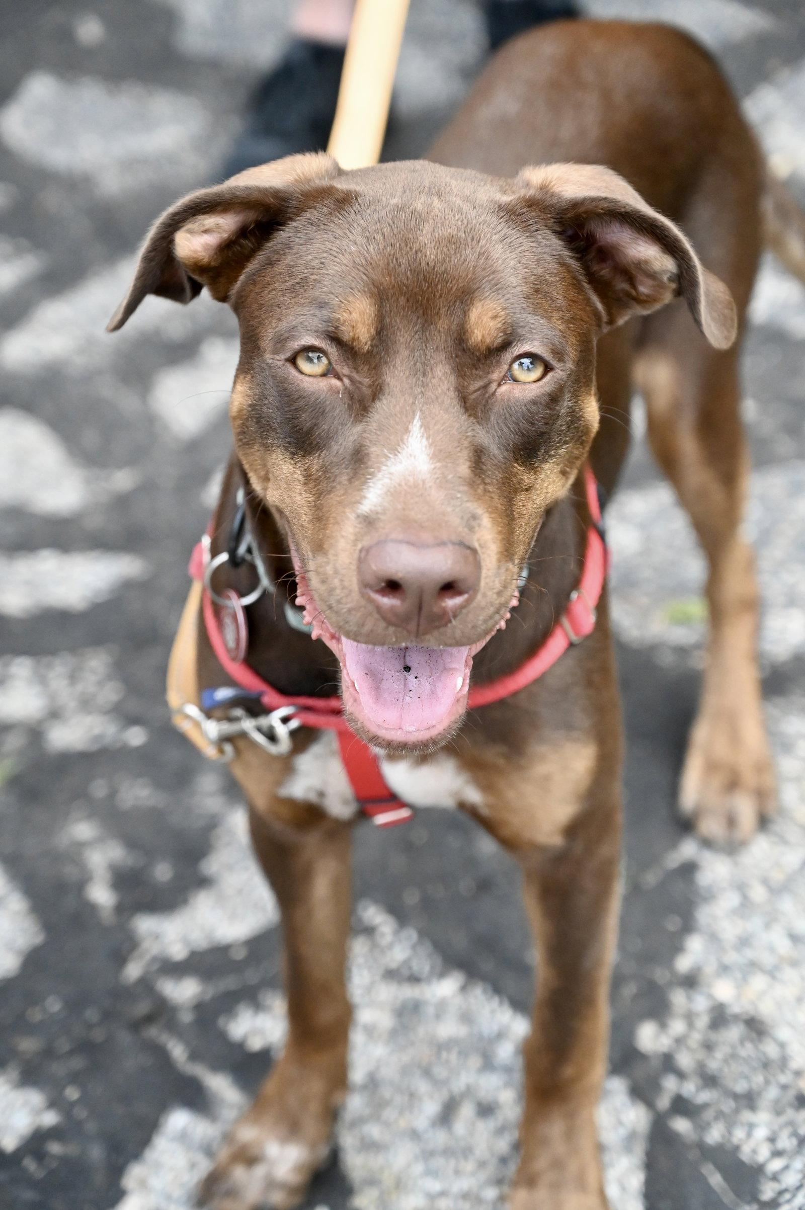 Enlarge Della *LOCAL*, a Adoptable mixed breed in Wakefield, RI image 3/3