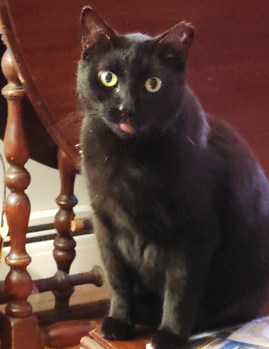 Luna, a Adoptable Domestic Short Hair in Philadelphia, PA image 1/4