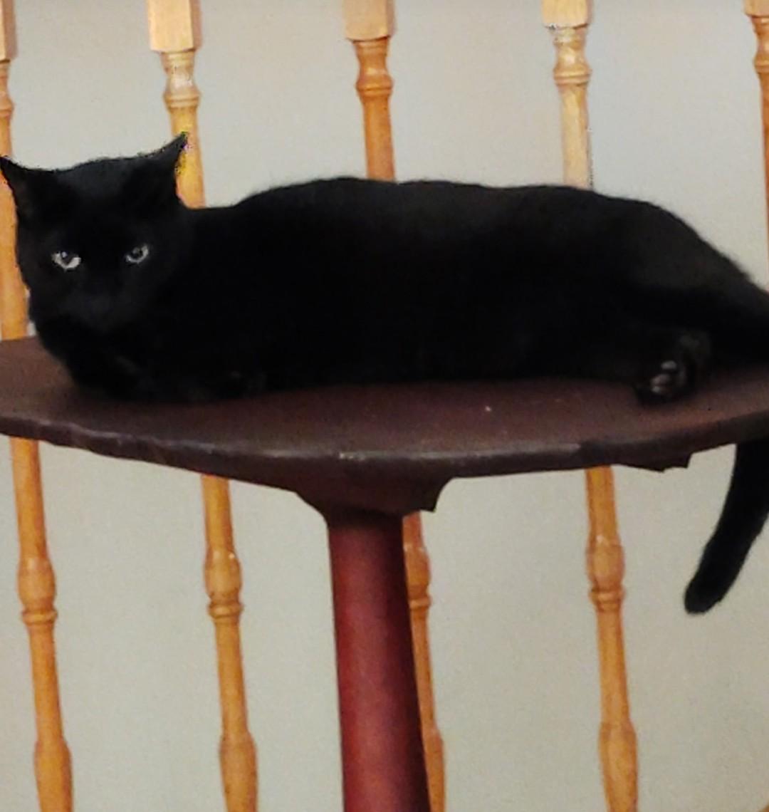 Luna, a Adoptable Domestic Short Hair in Philadelphia, PA image 2/4