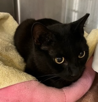 Luna, a Adoptable Domestic Short Hair in Philadelphia, PA image 4/4