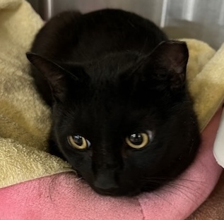 Luna, a Adoptable Domestic Short Hair in Philadelphia, PA image 3/4