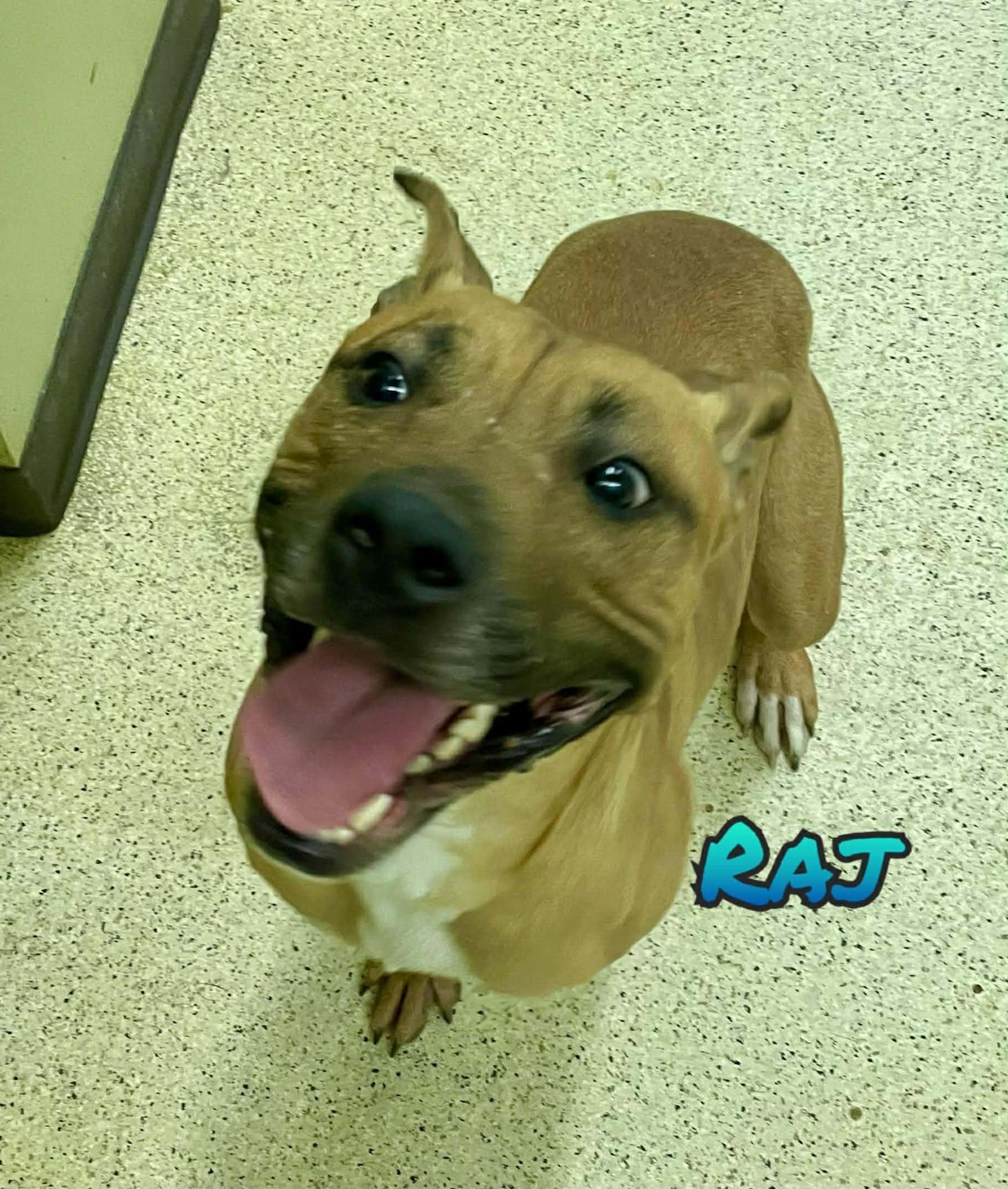 Enlarge Raj, a ADOPTABLE mixed breed in Muncie, IN image 2/3