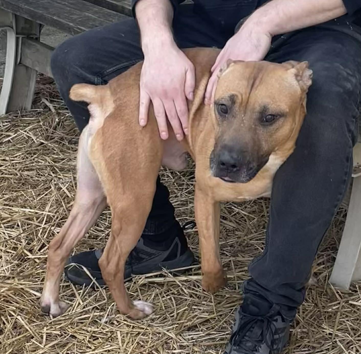 Enlarge Raj, a ADOPTABLE mixed breed in Muncie, IN image 1/4