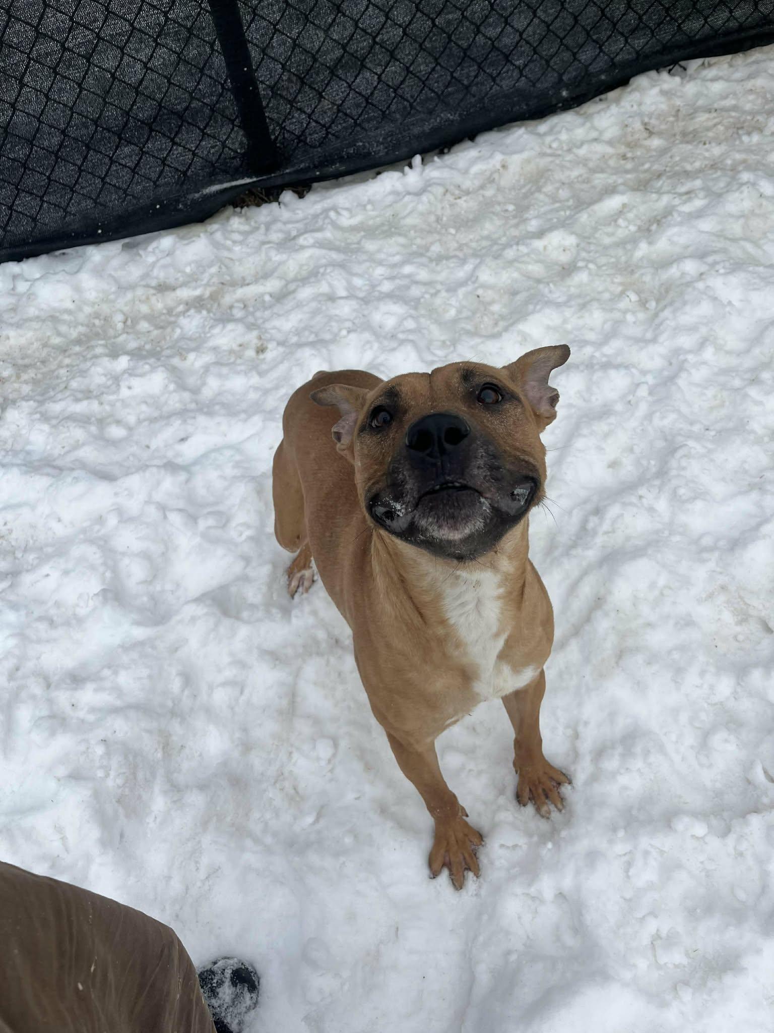 Enlarge Raj, a ADOPTABLE mixed breed in Muncie, IN image 3/3