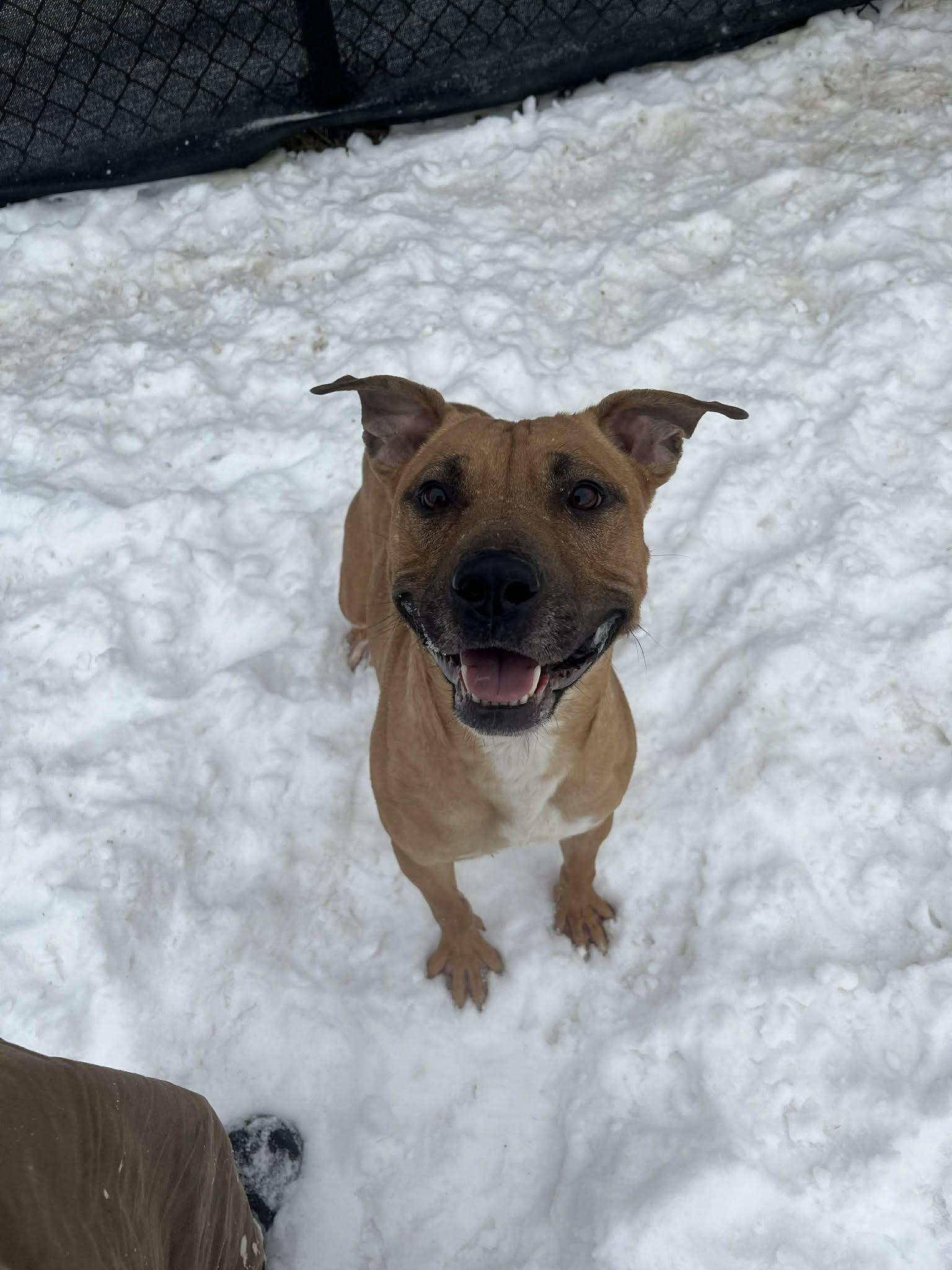 Raj, ADOPTABLE, Adult Male Terrier.