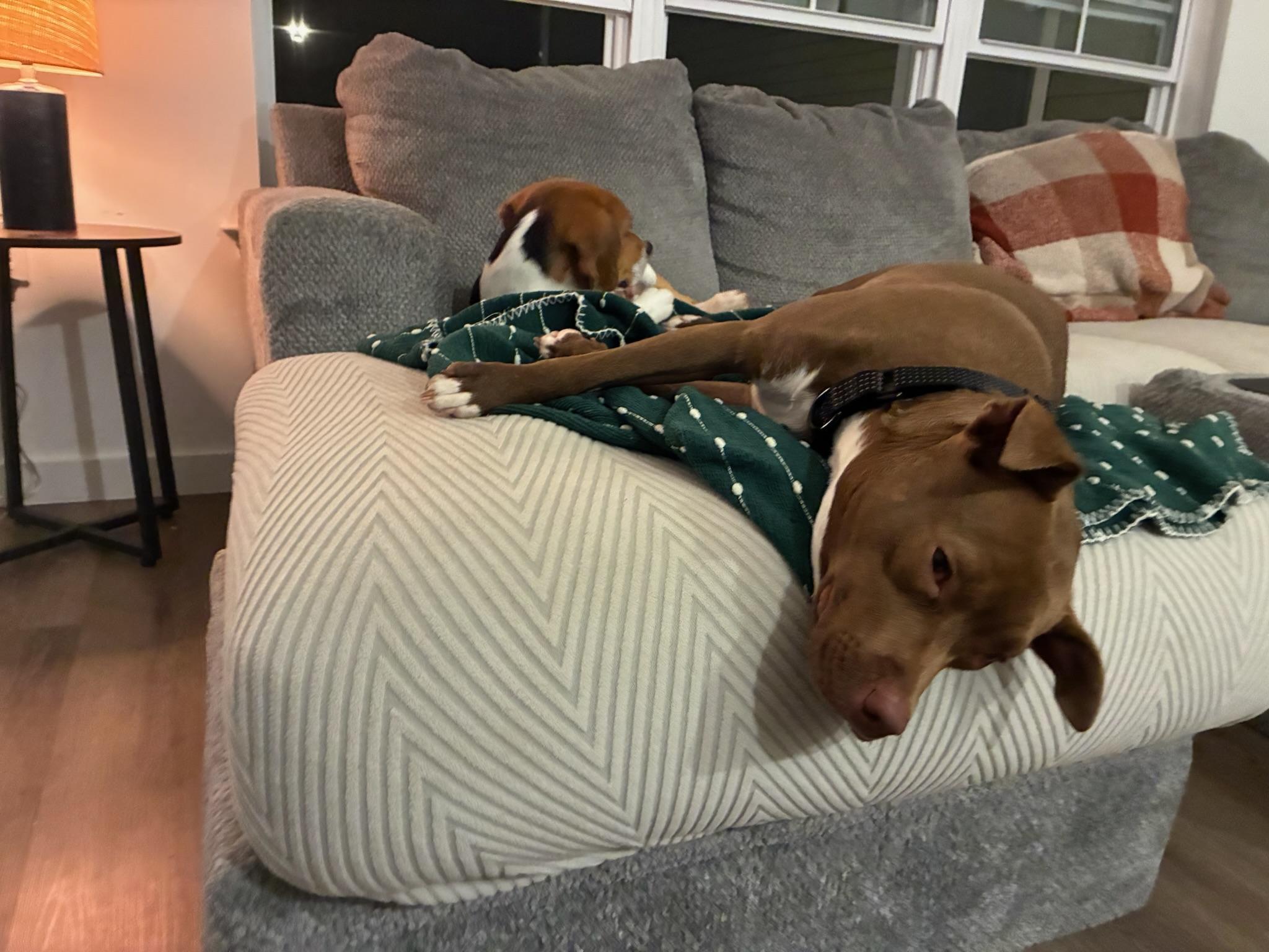 Tilly, an adopted mixed breed in Brooklyn, NY image 5/6