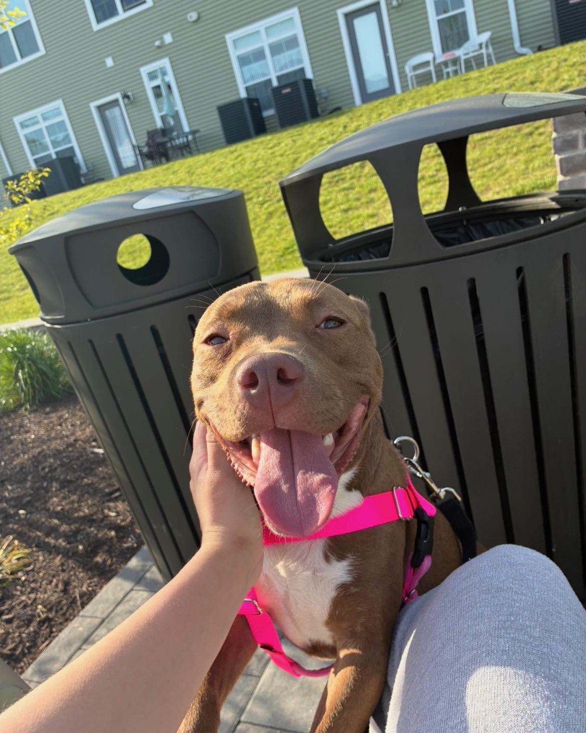 Tilly, an adopted mixed breed in Brooklyn, NY image 6/6