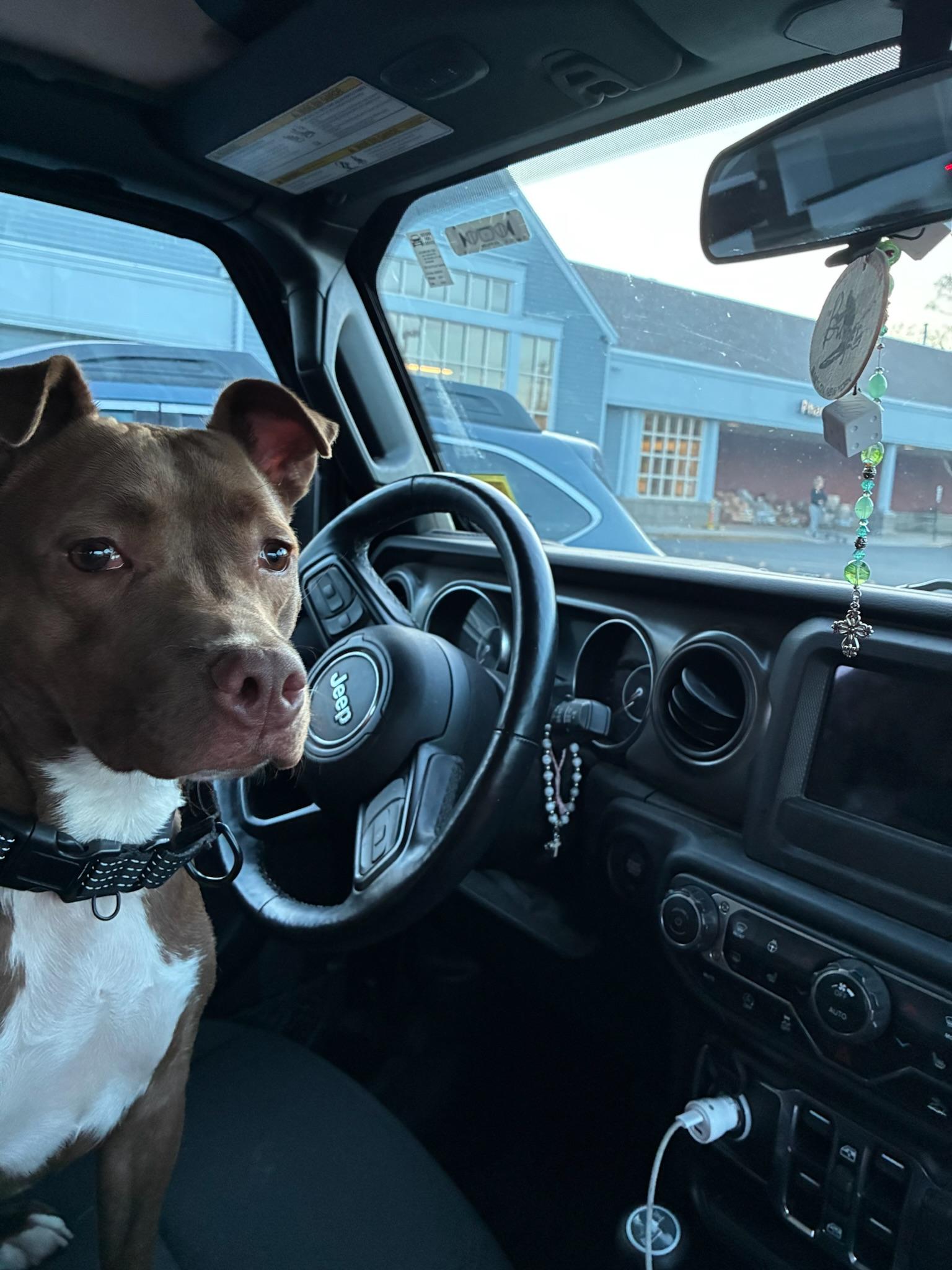 Tilly, an adopted mixed breed in Brooklyn, NY image 2/6