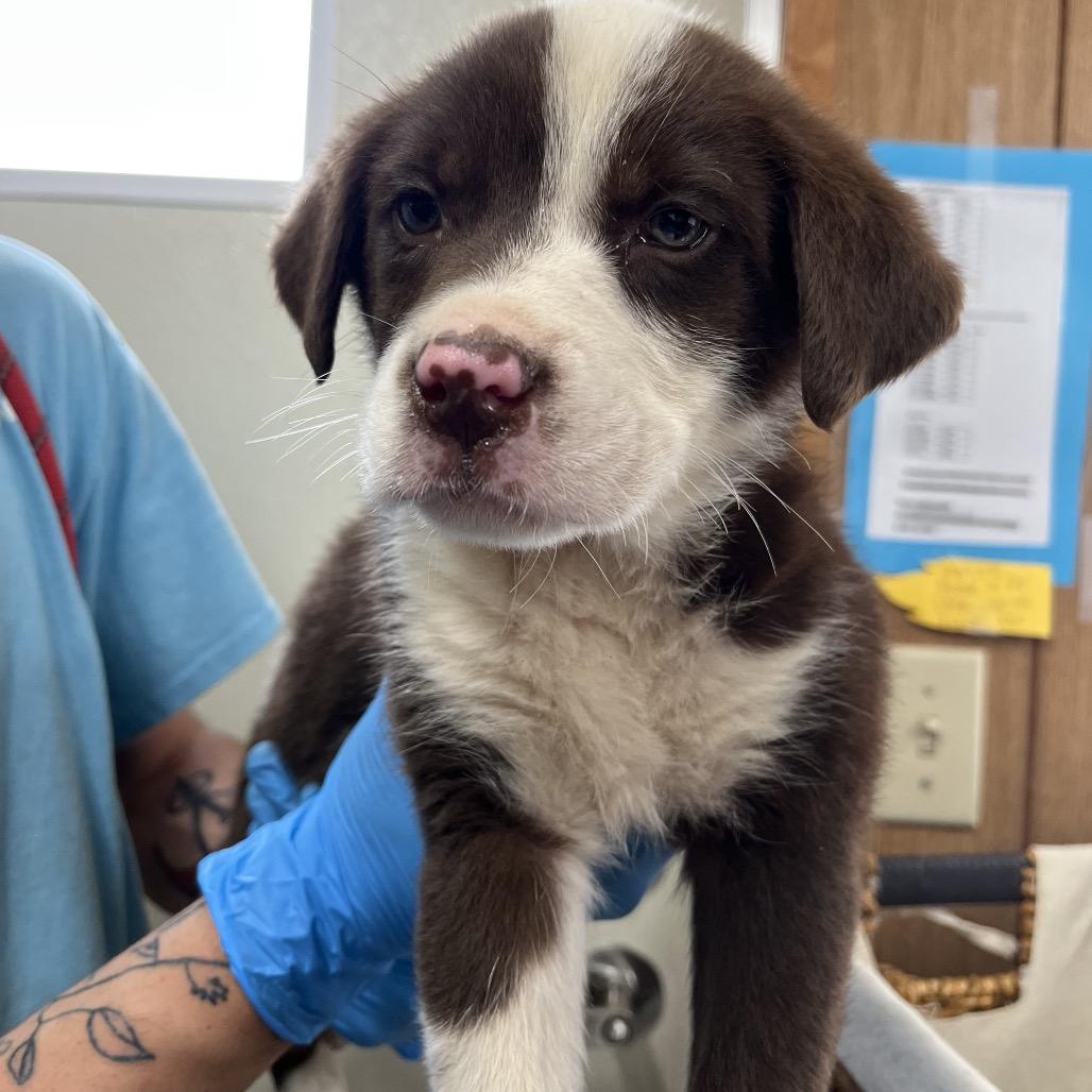 Adopt Super Mario in Columbiana | Mixed Breed DOG | GetBuddy