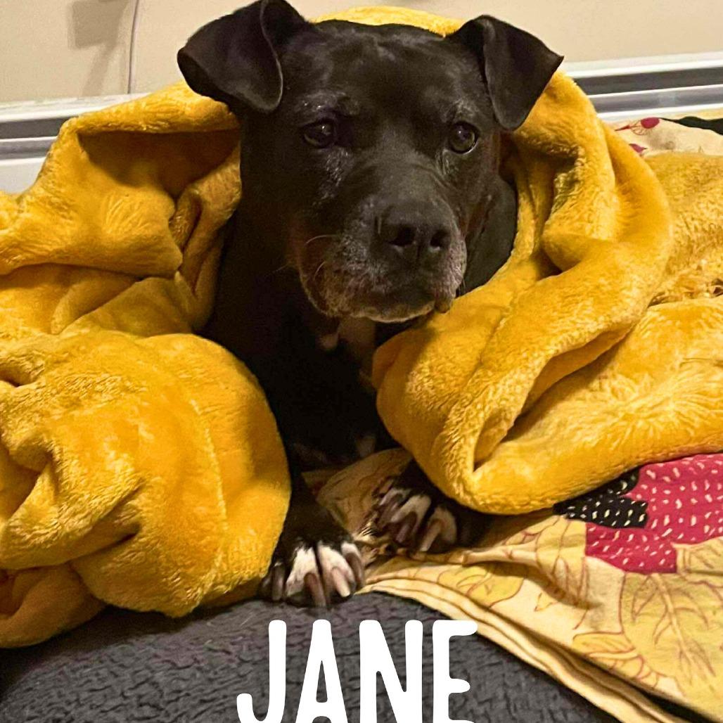 Enlarge Jane, a Adoptable Mixed Breed in South Portland, ME image 1/5