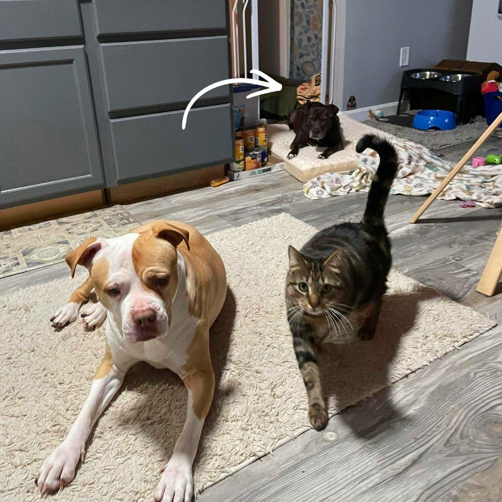 Enlarge Jane, a Adoptable Mixed Breed in South Portland, ME image 2/5