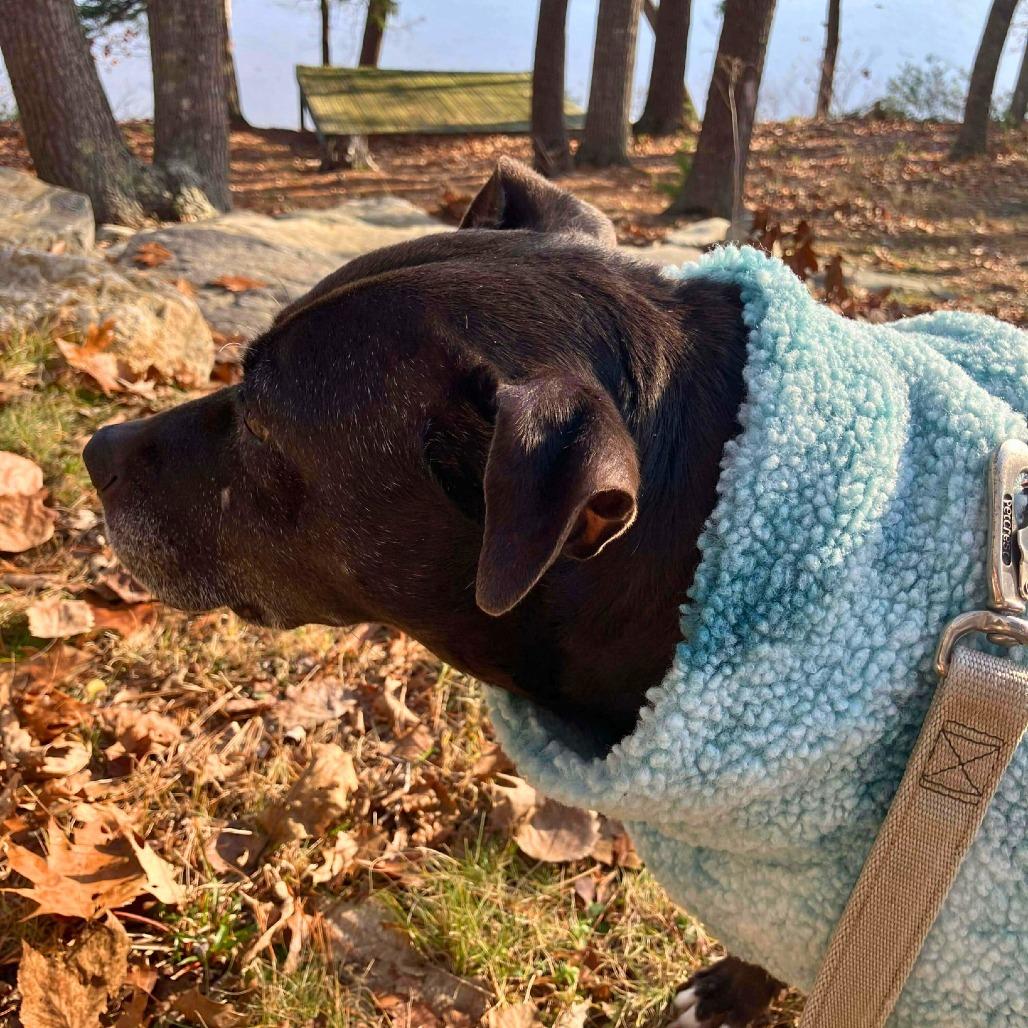 Jane, a Adoptable Mixed Breed in South Portland, ME image 1/4