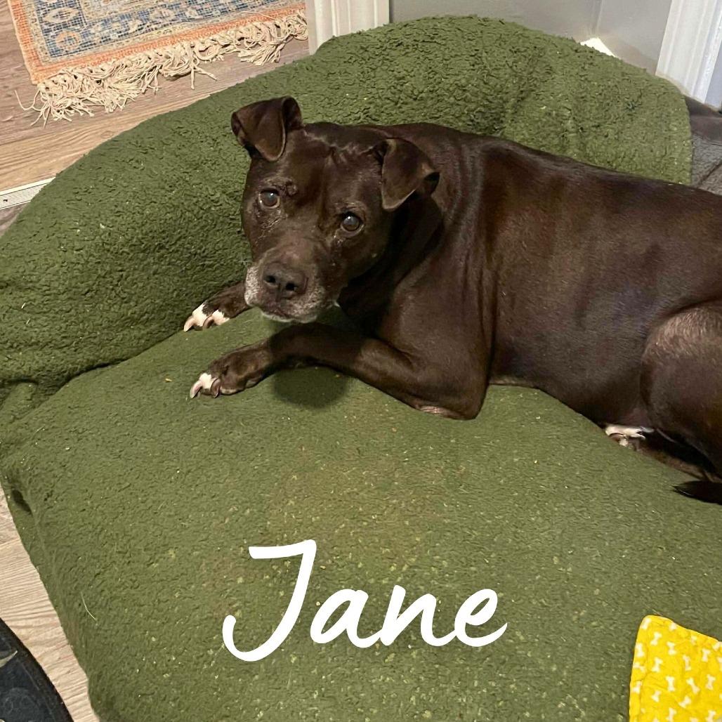 Enlarge Jane, a Adoptable Mixed Breed in South Portland, ME image 3/5