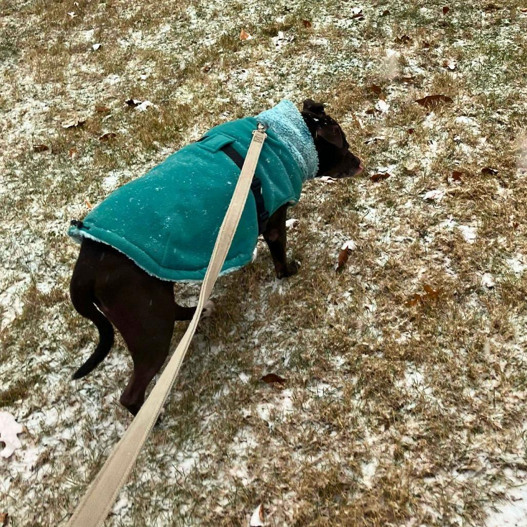 Jane, a Adoptable Mixed Breed in South Portland, ME image 2/4