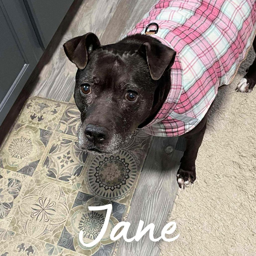 Enlarge Jane, a Adoptable Mixed Breed in South Portland, ME image 4/5