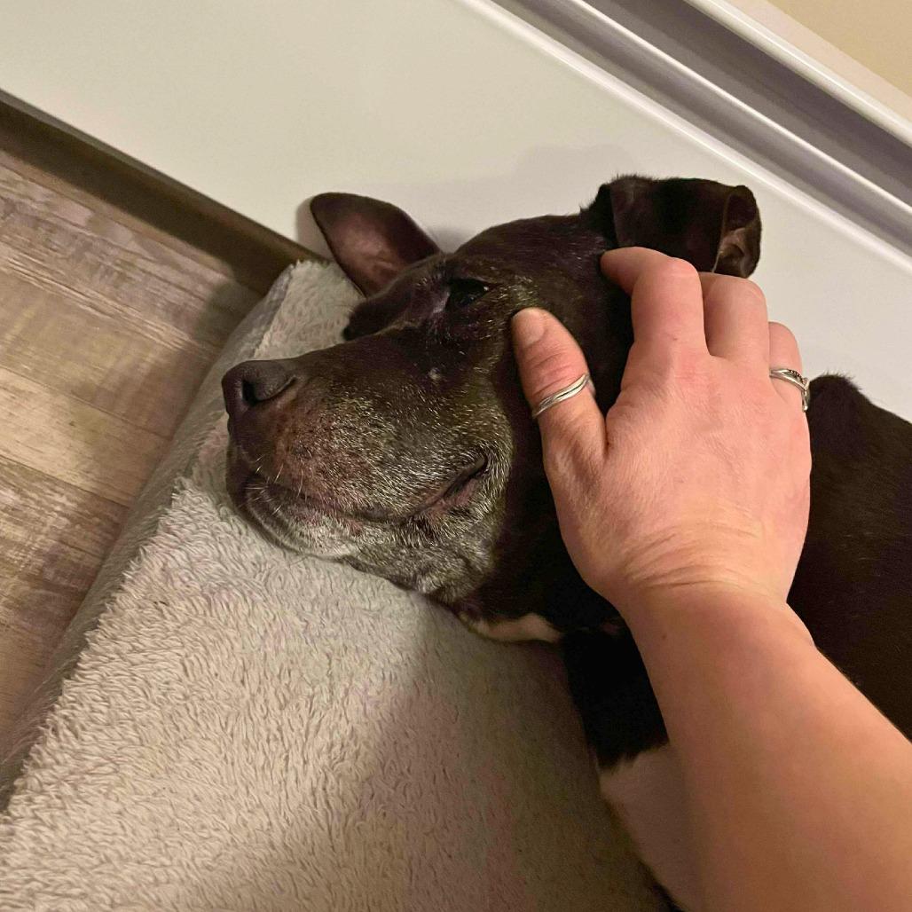 Enlarge Jane, a Adoptable Mixed Breed in South Portland, ME image 3/5